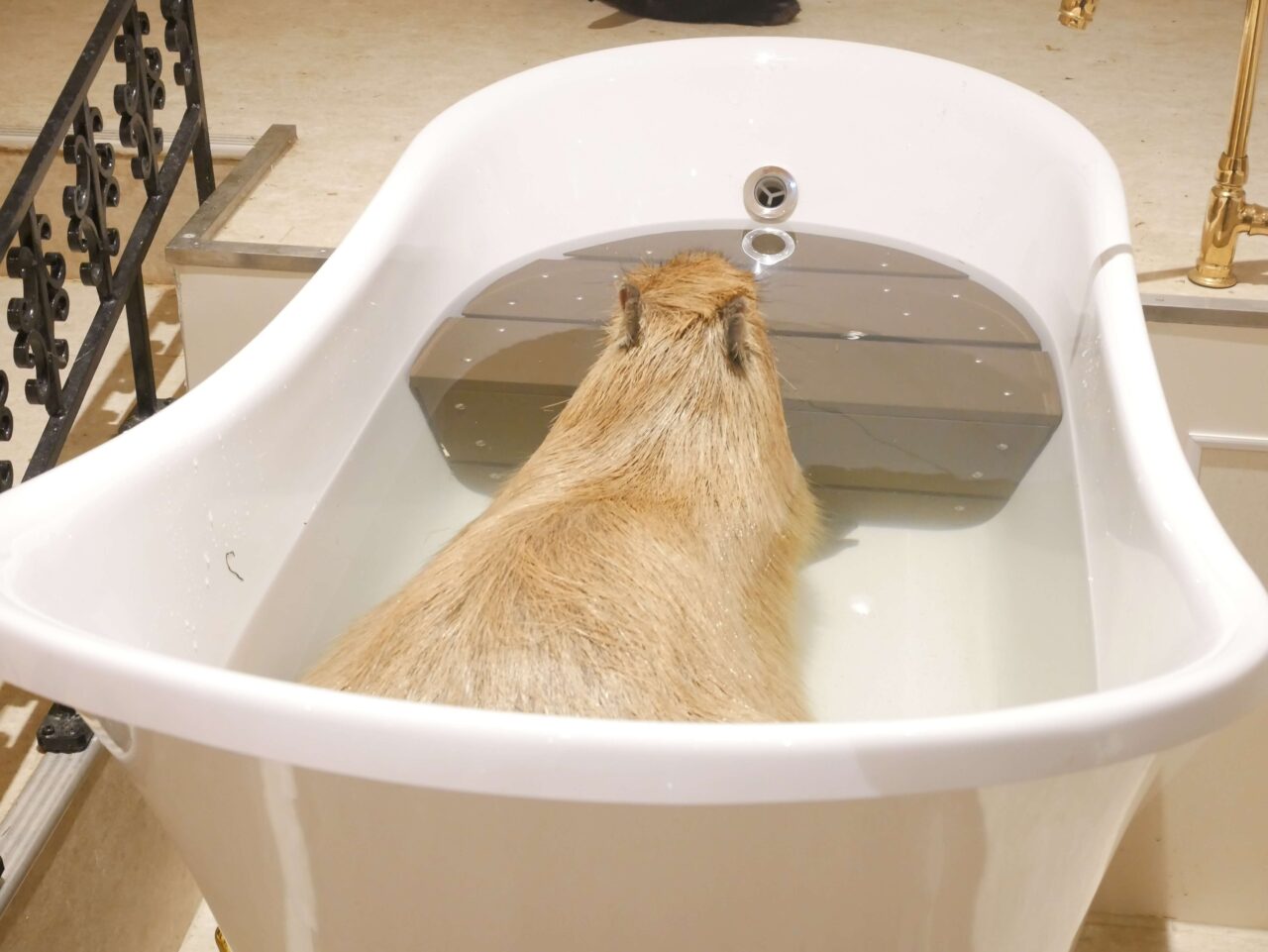 猫足風呂に入るカピバラ